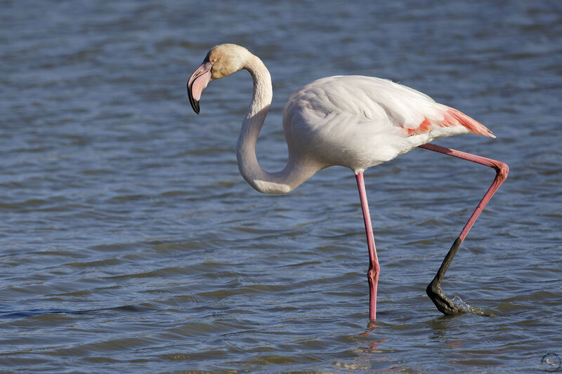 Flamant rose