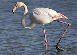 Flamant rose