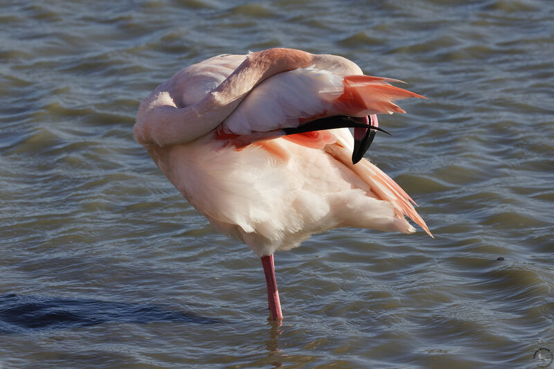 Flamant rose