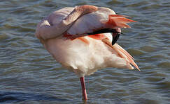 Flamant rose