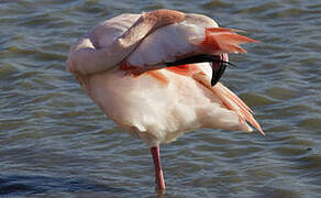 Greater Flamingo