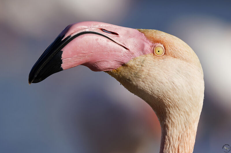 Flamant rose