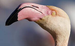 Greater Flamingo