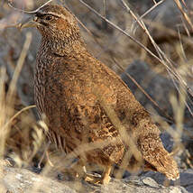 Francolin de Hartlaub