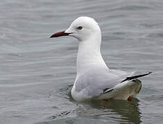 Slender-billed Gull