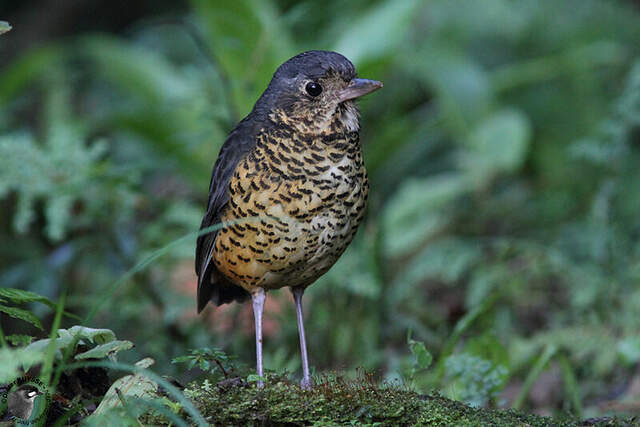 Undulated Antpitta - Grallaria squamigera adult - dibu134465