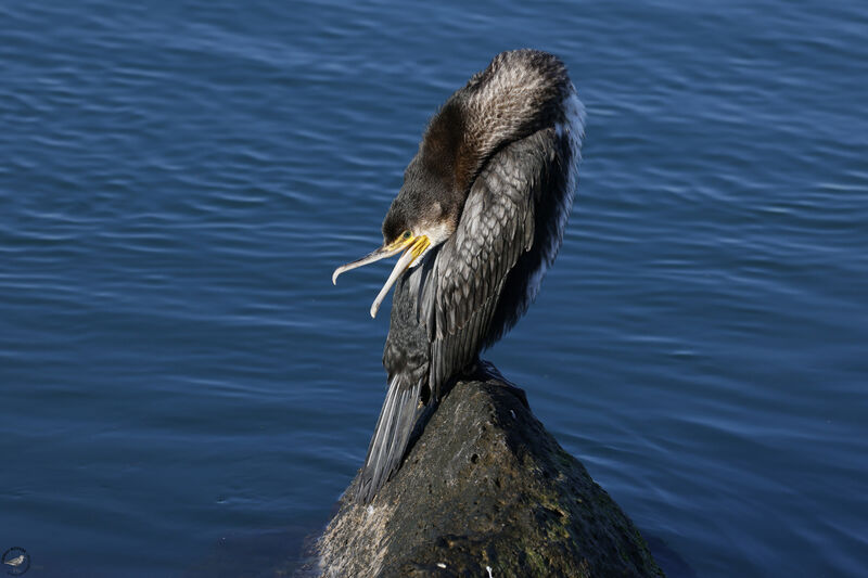 Great Cormorant