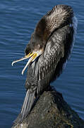 Great Cormorant