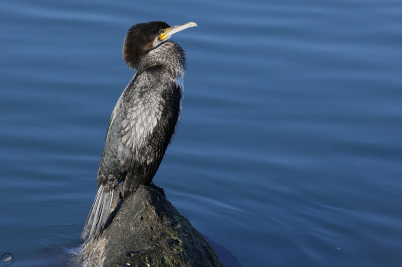 Grand Cormoranimmature