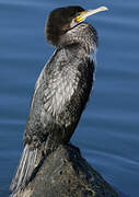 Great Cormorant