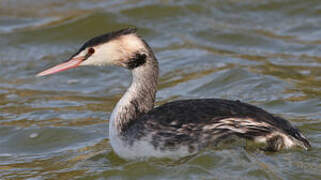 Great Crested Grebe