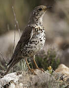 Mistle Thrush