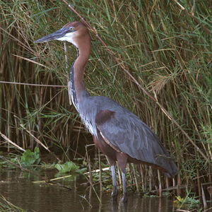 Goliath Heron : Pictures.