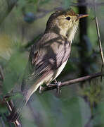 Melodious Warbler