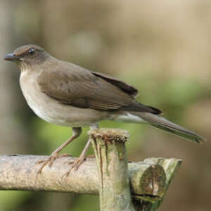 Merle à Bec Noir Turdus Ignobilis