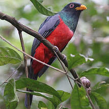 Trogon équatorien