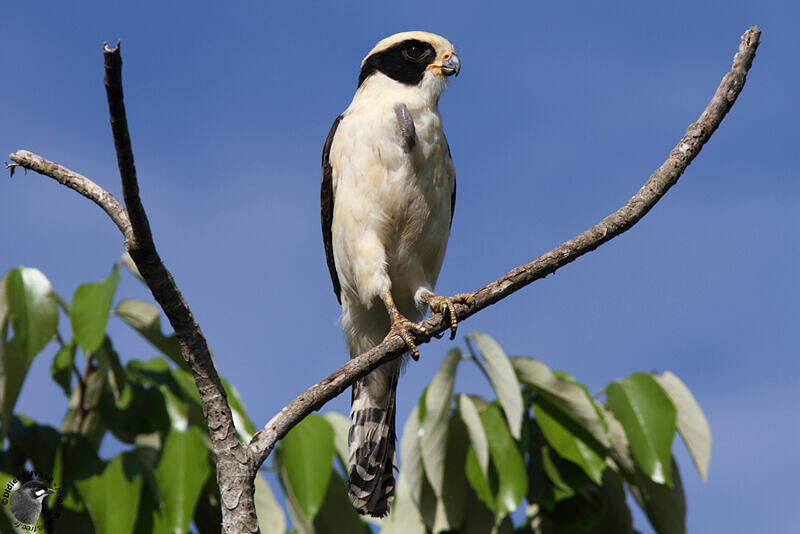 Laughing Falcon