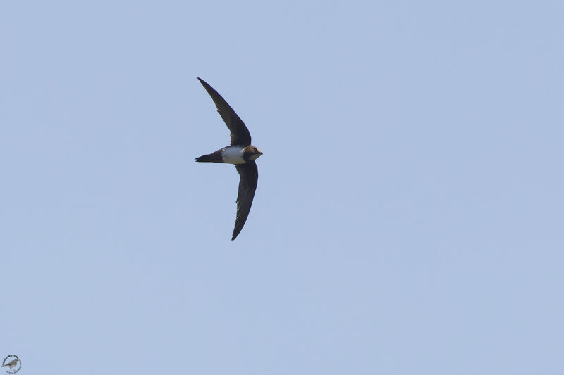 Alpine Swiftadult, Flight