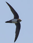 Alpine Swift