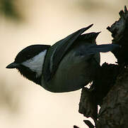 Cinereous Tit