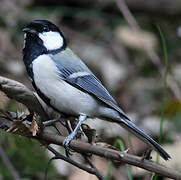 Cinereous Tit