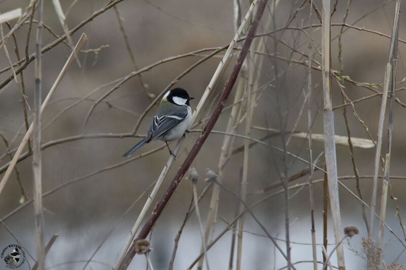 Mésange indienneadulte, identification