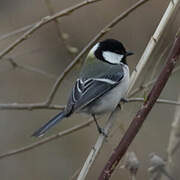 Cinereous Tit