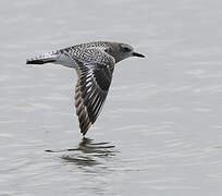 Grey Plover