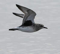 Grey Plover