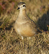 Eurasian Dotterel