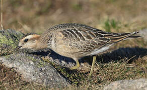 Eurasian Dotterel