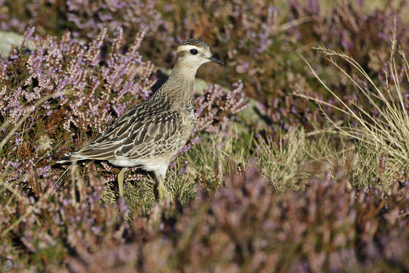 Eurasian Dotterel