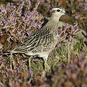 Eurasian Dotterel