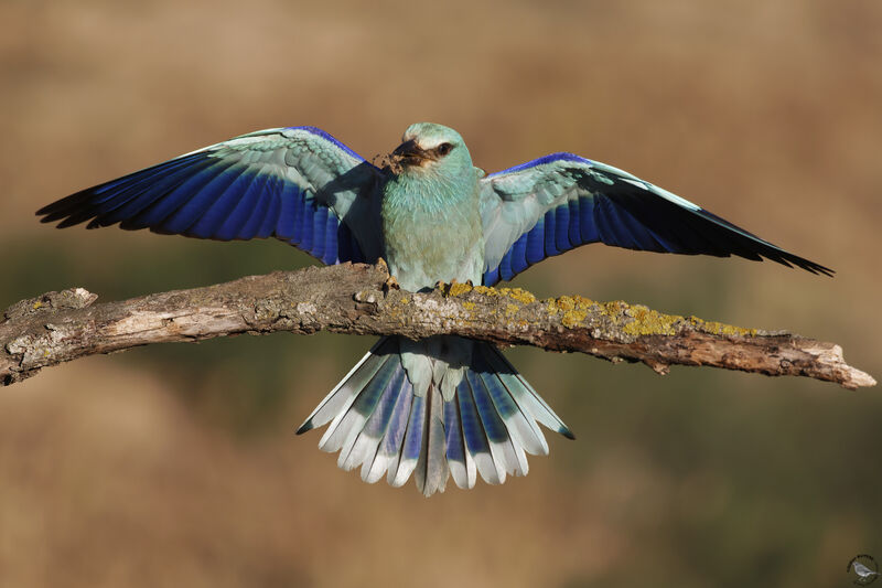 European Roller