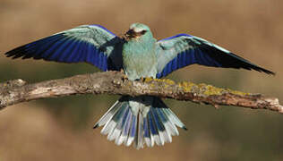 European Roller