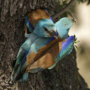 European Roller