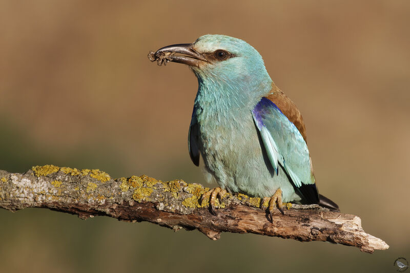 European Roller