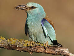 European Roller