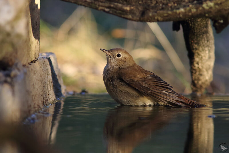 Common Nightingale