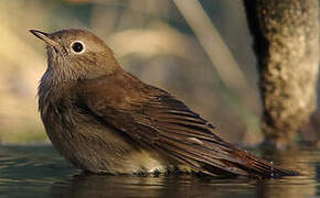 Common Nightingale