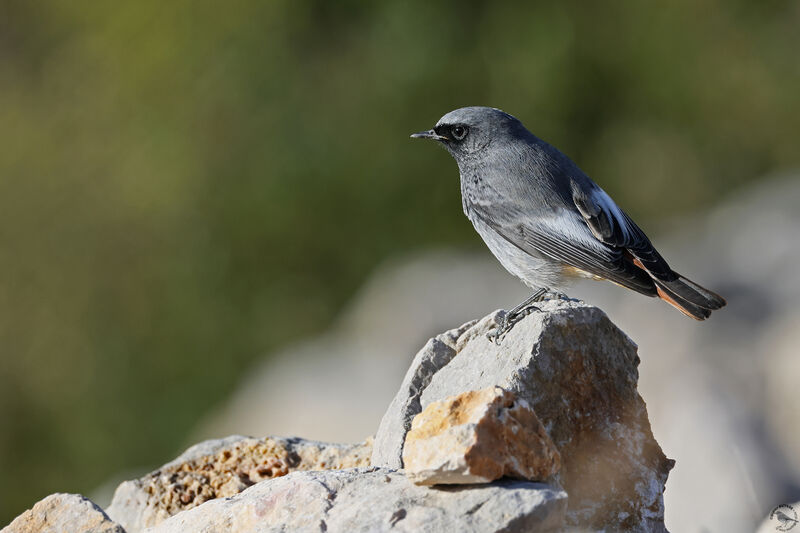 Black Redstart male adult