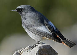 Black Redstart