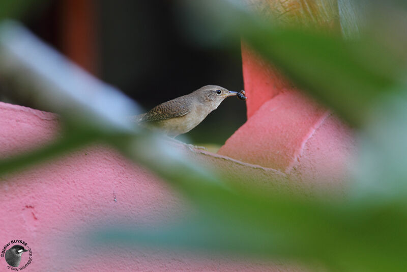 Troglodyte australadulte, identification, régime