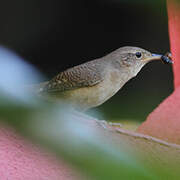 Southern House Wren