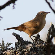 Southern House Wren