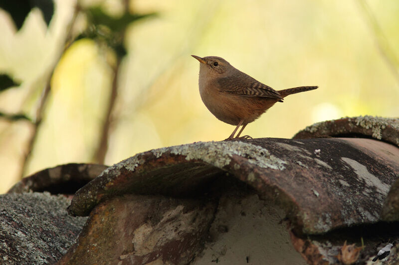 Troglodyte australadulte, identification