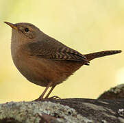 Southern House Wren