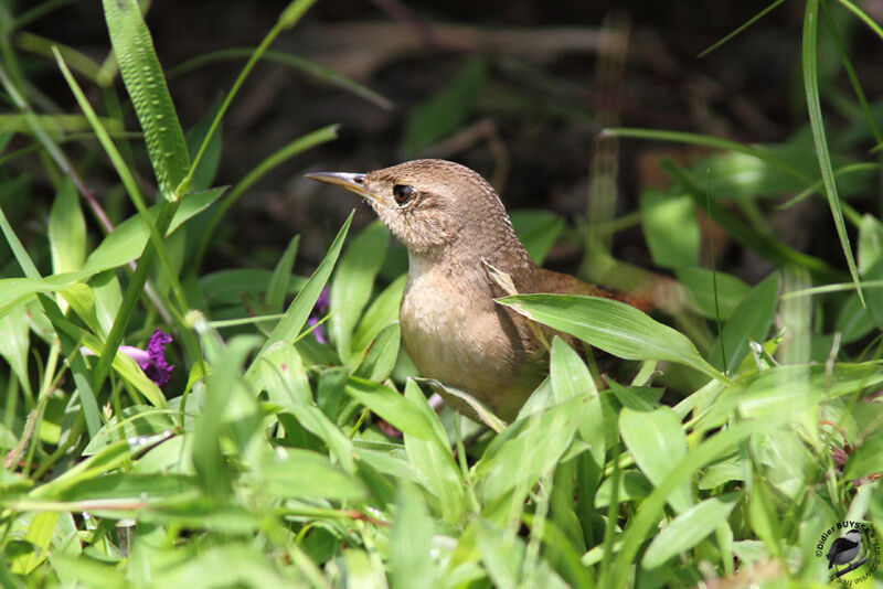 Troglodyte australadulte, identification