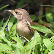 Southern House Wren