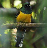 Trogon de Pelzeln